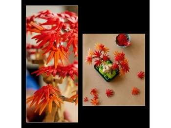 LEGO 10348 Botanicals Klon palmowy bonsai