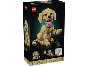 11384 Szczeniak golden retriever