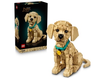11384 Szczeniak golden retriever