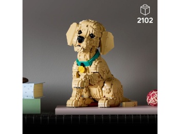 11384 Szczeniak golden retriever