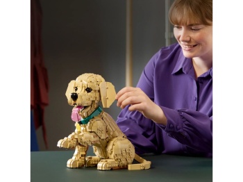11384 Szczeniak golden retriever