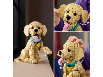 11384 Szczeniak golden retriever