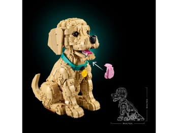 11384 Szczeniak golden retriever