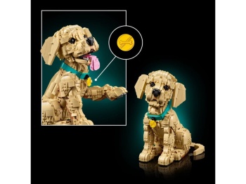 11384 Szczeniak golden retriever