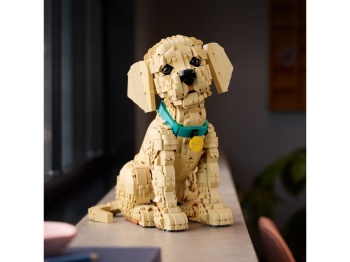 11384 Szczeniak golden retriever