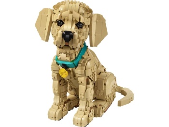11384 Szczeniak golden retriever