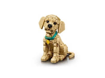 11384 Szczeniak golden retriever