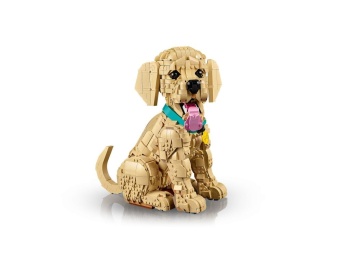 11384 Szczeniak golden retriever