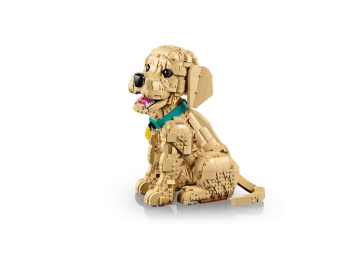 11384 Szczeniak golden retriever