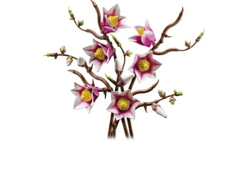 11510 Gałązki magnolii