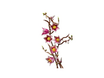 11510 Gałązki magnolii